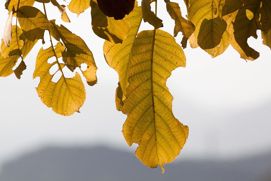 Blatt, Walnussbaum, Herbstlaub, Herbst, Blätter, Baum, Farben des Herbstes, golden, Sonne, Berg, draußen, Gelb, Natur, Nahansicht, Pflanzenteil, Veränderung, Pflanze, Blattvene, keine Leute, Tag, Schönheit in der Natur, Wachstum, Flachwinkelansicht, Fokus auf den Vordergrund, Ast, Verletzlichkeit, natürlicher Zustand, 4K