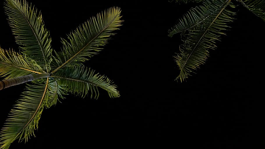 arbre de coco, dos, verd, coco, palmell, arbre, fosc, nit, cel, planta, naturalesa, Palmera, full, fulla de palma, fronda, clima tropical, color verd, cap gent, primer pla, dia, part de la planta, fons negre, creixement, bellesa a la natura, falguera, tranquil·litat, tir de l'estudi, a l'aire lliure, fulles, 2K