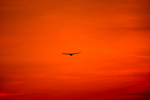 siluet fotoğrafçılığı, uçan, kuş, şahin, kral şahin, bayağı şahin, yırtıcı kuş, raptor, etobur, doğa, hayvan, sinek, avcı, tüy, yaratık, hayvan dünyası, yırtıcı hayvan, kanat, uçuş, kuşlar, gün batımı, gün batımı sonrası kızıllık, peyzaj, gökyüzü, bulutlar, Güneş, kırmızı, uyumlu, bir hayvan, vahşi hayvanlar, insansız, siluet, açık havada, hayvan yaban hayatı, uçak, hayvan temaları, omurgalı, turuncu renk, doğada güzellik, manzaralar - doğa, havadaki, sakin sahne, huzur, hayvan vücut kısmı, romantik gökyüzü, 5K, CC0, kamu malı, telif ücretsiz