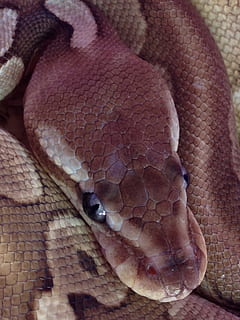 litium, ball python, python, slange, normal, slange, reptil, python, dyr, dyreliv, vill, zoologi, arter, villmark, miljø, utendørs, natur, rovdyret, eksotisk, vekter, Slither, dyreskinn, dyreskala, slangeskinn, kjøtteter, nærbilde, virveldyr, ett dyr, dyre temaer, ingen folk, dyr i naturen, menneskelig kroppsdel, dag, én person, menneskelig hånd, hånd, kroppsdel, fokusere på forgrunnen, naturlig mønster, ekte folk, 2K, CC0, offentlig domene, opphavsrett gratis