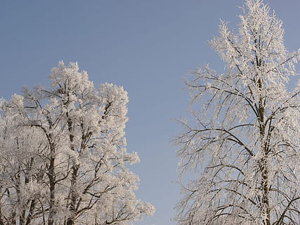 träd, vinter-, snö, vintrig, vinterträd, kall, snöig, växt, himmel, skönhet i naturen, lågvinkelvy, natur, klar himmel, gren, inget folk, dag, kall temperatur, tillväxt, lugn, nakna träd, vit färg, utomhus, scenics - natur, körsbärsblom, 4K, CC0, offentligt domän, royaltyfria