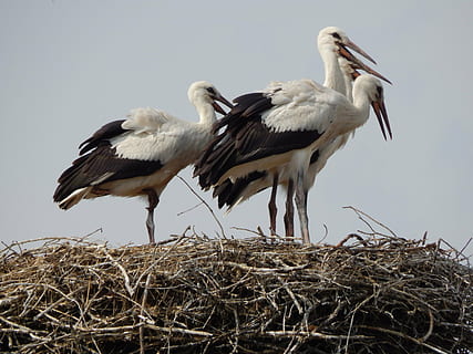 storke, fugle, ung, fatning, fugl, hvirveldyr, dyr i naturen, dyre temaer, dyr, dyreliv, gruppe af dyr, stork, hvid stork, to dyr, dyre rede, ingen mennesker, himmel, dag, lav vinkel visning, natur, plante, fugl reden, udendørs, næb, dyre familie, 4K, CC0, offentligt domæne, royaltyfrie