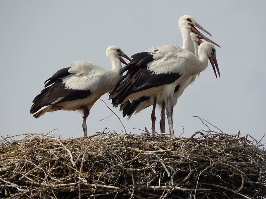 cicogne, uccelli, giovane, presa di corrente, uccello, vertebrato, animali allo stato selvatico, temi animali, animale, fauna selvatica, gruppo di animali, cicogna, cicogna bianca, due animali, nido d'animali, nessuno, cielo, giorno, Inquadratura dal basso, natura, pianta, nido di uccello, all'aperto, becco, famiglia di animali, 4K