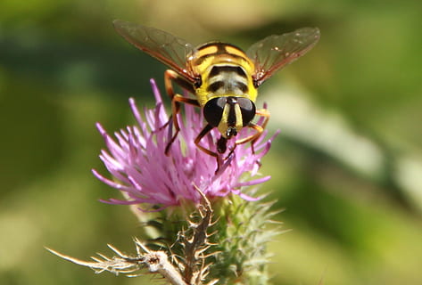 hoverfly, fiore volare, ape, nero, fiori, a strisce, cardo, vespa, giallo, insetti, natura, Mosca siffa, syrphus fly, flowerfly, giacca gialla, un animale, viola, fiore, insetto, nessuno, pianta fiorita, animale, temi animali, animali allo stato selvatico, pianta, bellezza nella natura, invertebrato, fauna selvatica, avvicinamento, fragilità, freschezza, vulnerabilità, petalo, impollinazione, crescita, testa di fiore, all'aperto, 720P, CC0, dominio pubblico, privo di copyright