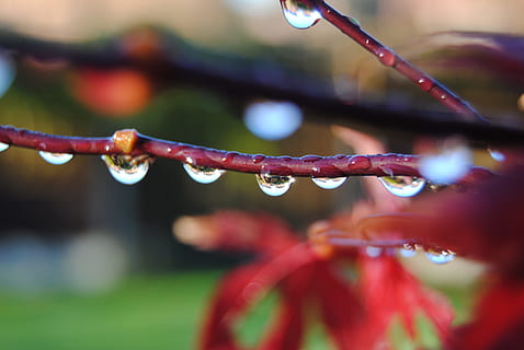 Drip, Acer, Bubble, Clear, Dew, Dewdrop, dribble, drop, droplet, foliage, fresh, leaf, light, natural, nature, outdoor, plant, rain, raindrop, season, shiny, sparkle, sunlight, close-up, macro, freshness, backgrounds, defocused, outdoors, tree, green Color, wet, beauty In Nature, springtime, abstract, focus on foreground, no people, water, selective focus, day, fragility, vulnerability, purity, red, rainy season, 4K, CC0, public domain, royalty free