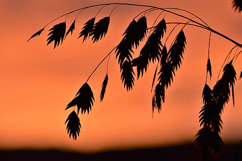iarbă, lumina din spate, dispozitie, fundal, soare, natură, ierburi, Closeups, lichtspiel, toamnă, apus de soare, Halme, plantă, siluetă, cer, animale tematice, animale vertebrate, animal, pasăre, zbor, animale sălbatice, animale în sălbăticie, copac, nici o persoana, palmier, climat tropical, frumusețe în natură, culoare portocalie, amurg, scenice - natura, grup de animale, în aer liber, cerul romantic, stol de păsări, frunza de palmier, 5K, CC0, domeniu public, fără drepturi de autor