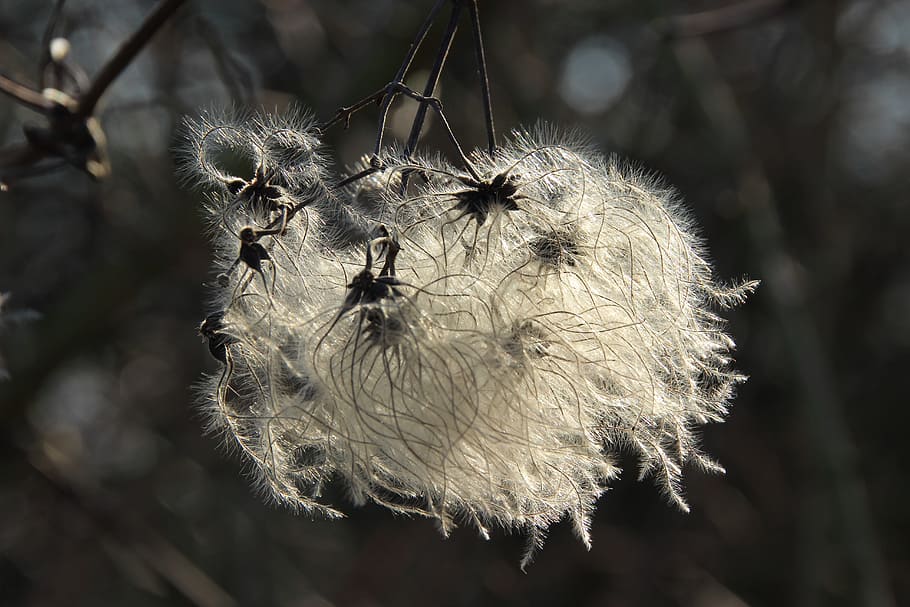 flor, florir, fluff, llum, llum de fons, centrar-se en primer pla, primer pla, planta, cap gent, naturalesa, dia, planta amb flors, fragilitat, animals a la natura, a l'aire lliure, dent de lleó, fauna animal, frescor, bellesa a la natura, animal, creixement, vulnerabilitat, insecte, penjant, cap de flor, 5K