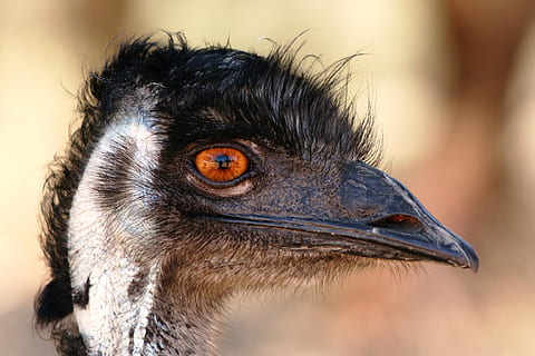 Emu, Kopf, Schnabel, Vogel, Australien, Gesicht, Neugierde, lustig, Feder, Auge, Tierwelt, starren, Tier, Natur, Tierauge, starrte, Tierkopf, Nahansicht, Porträt, suchen, Tiere in freier Wildbahn, ein Tier, Strauß, Tierthemen, Tierkörperteil, Fokus auf den Vordergrund, Wirbeltier, keine Leute, Seitenansicht, Profilansicht, Tierhals, 1080P, CC0, gemeinfrei, lizenzfrei