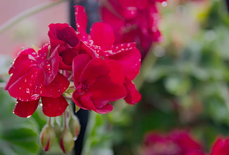 Geranie, Blume, Makro, blühend, Topfblume, Garten, Natur, Sommer-, Flora, Nahansicht, rot, rosa, Regentropfen, blühende Pflanze, Pflanze, Schönheit in der Natur, Frische, Zerbrechlichkeit, Verletzlichkeit, Blütenblatt, Wachstum, Blütenstand, Blütenkopf, keine Leute, pinke Farbe, Fokus auf den Vordergrund, draußen, Tag, Rose, Tau, Reinheit, 2K, CC0, gemeinfrei, lizenzfrei