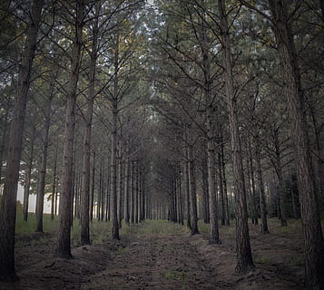 Skov, træer, fyrretræ, grannåle, natur, fyrgren, efterår, træ, plante, jord, ro, vækst, ingen mennesker, træstamme, rolig scene, skønhed i naturen, bagagerum, ikke-urbane scene, bare træ, udendørs, faldende perspektiv, retning, landskab, vejen frem, treelined, bambus - plante, 2K, CC0, offentligt domæne, royaltyfrie