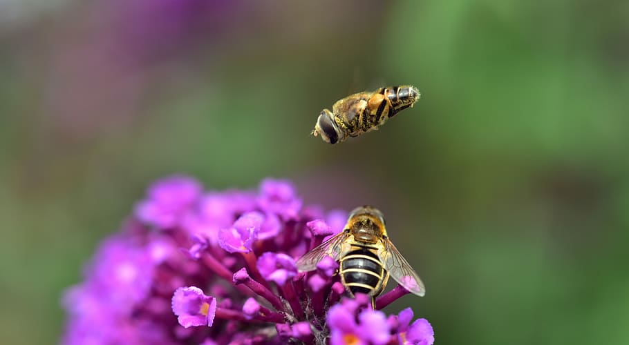 dues abelles grogues, falca mitjana, volar d’estil, eristalis interrupta, hoverfly, sirifus, volar, flyer alt, insecte, insectes voladors, camuflatge, freiflug, ratlles, flor, florir, lila, aire, duo, amics, reunió, trobar-se, estiu, joia, menjar, recollir, aterratge, flotar, invertebrat, temes d'animals, animal, planta amb flors, fauna animal, animals a la natura, un animal, bellesa a la natura, abella, primer pla, planta, fragilitat, pètal, frescor, vulnerabilitat, polinització, cap de flor, naturalesa, porpra, cap gent, mel d'abella, 5K