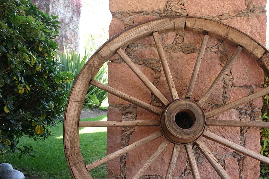 roda, carro, raigs, material de fusta, planta, roda de vagó, arbre, dia, cap gent, naturalesa, a l'aire lliure, creixement, transport, vell, primer pla, forma, color verd, camp, cercle, forma geomètrica, patró, va parlar, 2K