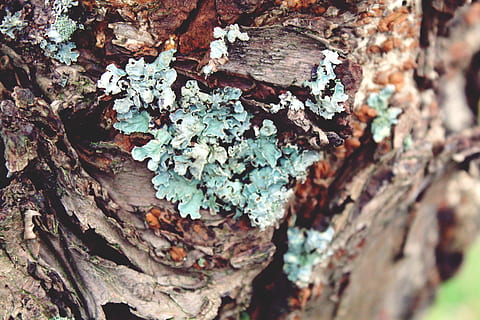 lichen, træ, log, bark, natur, knudrede, Skov, gammel, stamme, træsvampe, champignon, efterår, plante, struktur, spirede korn, Morsch, træstamme, bagagerum, tekstureret, dag, tæt på, ingen mennesker, vækst, selektiv fokusering, ru, udendørs, fuld ramme, skønhed i naturen, træ - materiale, plantebark, svamp, 4K, CC0, offentligt domæne, royaltyfrie