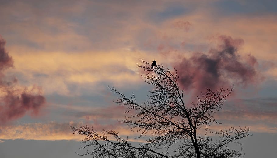 fotografia, arbre, posta de sol, alba, ocell, hivern, temps, fred, núvols, l'estat d'ànim del temps, cel, atmosfera, humor, ambient tranquil, naturalesa, pacífica, moment, descans, morgenstimmung, cels, al matí, llum del matí, despertar, d'hora al matí, paisatge, rosa, blau, núvols de color rosa, núvols blaus, plantilla, fons, plantilla de fons, núvol - cel, arbre nu, tranquil·litat, bellesa a la natura, escenics - natura, escena tranquil·la, planta, silueta, a l'aire lliure, cap gent, branca, vespre, cel dramàtic, color taronja, escena no urbana, cel romàntic, 5K