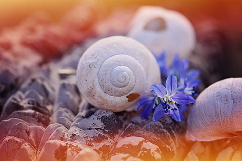 shell, buit, sortir, espatllat, pedra, flors, blaustern siberià, blau, naturalesa, tancar, fauna animal, animal, temes d'animals, primer pla, invertebrat, mol·lusc, animals a la natura, gasteròpode, closca d’animals, cargol, bellesa a la natura, planta, cap gent, vegetals, aigua, espiral, flor, porpra, marí, petit, 5K, CC0, domini públic, lliure de regalies