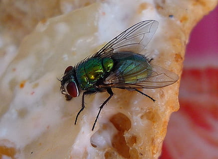 fliegen, Insekten, Flügel, Fehler, Pest, Krankheit, unhygienisch, Träger, parasitär, Insektizid, Biologie, abstoßend, Kontamination, Umgebung, summen, Insekt, ein Tier, Tiere in freier Wildbahn, Tierthemen, Nahansicht, Tierwelt, wirbellos, Stubenfliege, Fokus auf den Vordergrund, Tierflügel, Tag, draußen, keine Leute, Natur, High Angle View, 720P, CC0, gemeinfrei, lizenzfrei