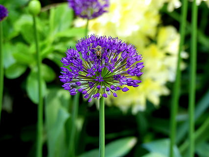 fiore primaverile, viola, natura, piccoli fiori, pianta fiorita, fiore, pianta, freschezza, crescita, vulnerabilità, bellezza nella natura, fragilità, avvicinamento, infiorescenza, petalo, testa di fiore, concentrarsi sulle conoscenze acquisite, nessuno, giorno, botanica, campo, messa a fuoco selettiva, all'aperto, primavera, 8K, CC0, dominio pubblico, privo di copyright