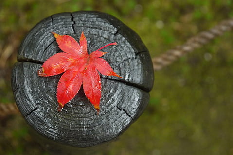สีแดง, ใบไม้, สีดำ, ทำด้วยไม้, พื้นผิว, ต้นเมเปิล, ตก, ฤดูใบไม้ร่วง, ใบไม้แดง, ฝน, ธรรมชาติ, ใบไม้เปลี่ยนสี, ใบสีแดง, ใบต้นไม้, Momiji, ประเทศญี่ปุ่น, ควิเบก, ต้นไม้, ใบเมเปิ้ล, เนื้อไม้, เข้าสู่ระบบ, ใบไม้แห้ง, กลางแจ้ง, วัน, ไม่มีคน, ใบเมเปิล, ใกล้ชิด, หญ้า, ปลูก, เปลี่ยนแปลง, มุ่งเน้นไปที่เบื้องหน้า, ส่วนของพืช, ไม้ - วัสดุ, น้ำ, ความงามในธรรมชาติ, สีส้ม, มุมมองมุมสูง, 4K, CC0, โดเมนสาธารณะ, ค่าลิขสิทธิ์ฟรี
