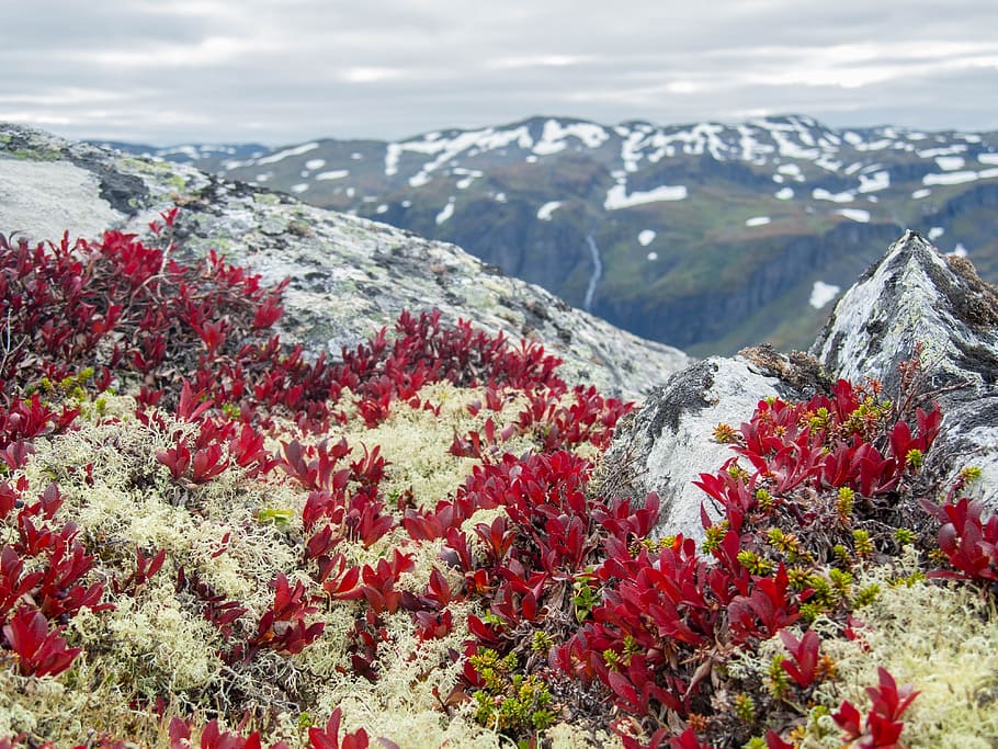 gunung, lihat, alpine, alam, panorama, gunung, melihat, hiking, alam pegunungan, sudut pandang, musim dingin, kenaikan, langit, puncak, tampilan pegunungan Alpen, pemandangan, pemandangan gunung, pandangan, Norway, Skandinavia, awan, lebar, penerangan, salju, panorama alpine, pegunungan, hari, keindahan di alam, suhu dingin, menanam, merah, scenics - alam, bunga, ketenangan, tanaman berbunga, pertumbuhan, kesegaran, lingkungan Hidup, awan - langit, adegan yang tenang, tidak ada orang, di luar rumah, gunung berselimut salju, 4K