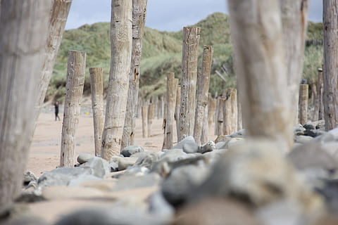 einsamer Strand, Strand, Irland, doonbeg, Felsen, Steine, Baum, Land, Pflanze, Kofferraum, Baumstamm, keine Leute, Natur, Tag, Ruhe, Umgebung, Wald, selektiver Fokus, draußen, Schönheit in der Natur, Holz - Material, Szenen - Natur, Landschaft, ruhige Szene, Wachstum, Feld, Oberflächenniveau, trockenes Klima, 2K, CC0, gemeinfrei, lizenzfrei