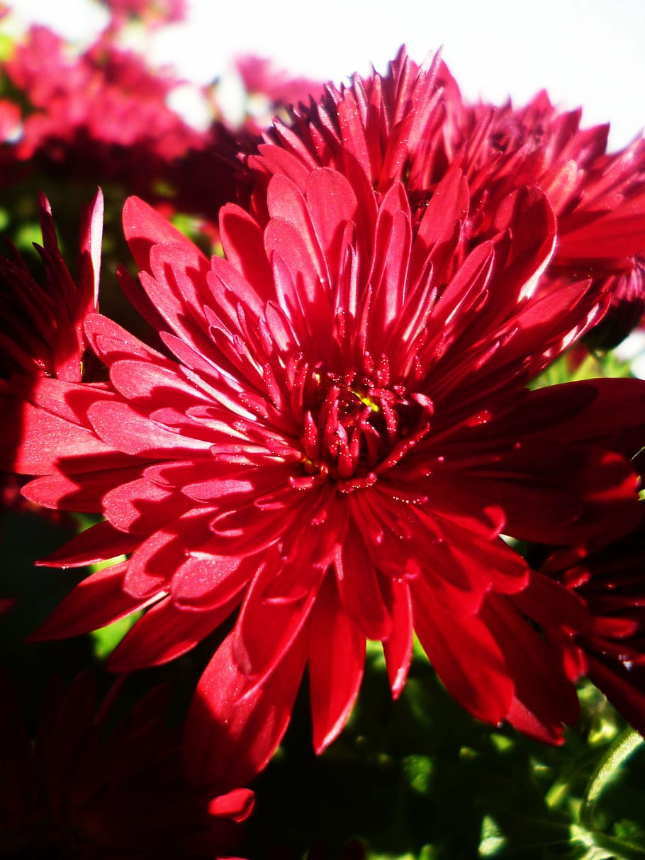 asters, flor, vermell, primule, planta amb flors, fragilitat, planta, vulnerabilitat, frescor, pètal, bellesa a la natura, creixement, primer pla, inflorescència, cap de flor, naturalesa, cap gent, dia, pol·len, a l'aire lliure, centrar-se en primer pla, macro, suavitat, primavera, 4K