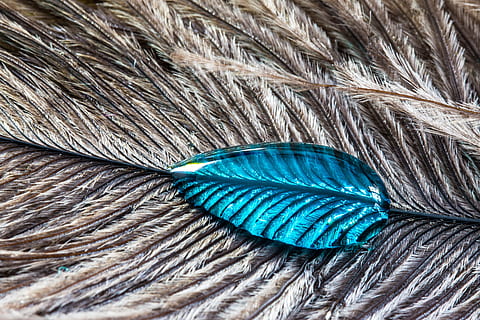 grigio, piuma, blu, goccia d'acqua, strauss spring, gocciolare, vicino, macro, sfondo, struttura, piuma d'uccello, liquido, fotogramma intero, avvicinamento, morbidezza, nessuno, natura morta, sfondi, modello, strutturato, vista dall'alto, giorno, tessile, lana, corda, modello naturale, in casa, vulnerabilità, color turchese, fragilità, leggero, 4K, CC0, dominio pubblico, privo di copyright