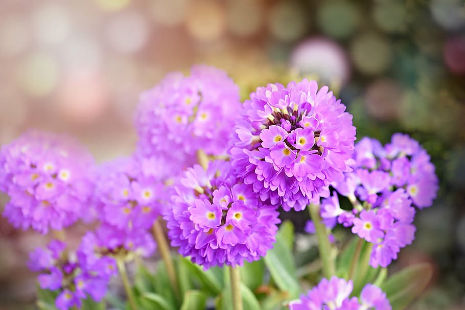 tancar, fotografia, rosa, flors de cúmul, palanca, primavera, jardí, forma esfèrica, flors de primavera, licitació, naturalesa, flor, planta amb flors, frescor, planta, bellesa a la natura, vulnerabilitat, fragilitat, porpra, primer pla, creixement, cap de flor, pètal, inflorescència, enfocament selectiu, cap gent, centrar-se en primer pla, dia, botànica, a l'aire lliure, Ram de flors, suavitat, llit de flors, 1080P