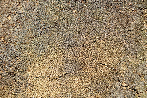 Baum, Textur, Karosserie, Makro, Hintergrund, Schale, niemand, Farben, Natur, Hintergründe, abstrakt, Detail, braun, Muster, Bauholz, alt, Holz, Holzgewebe, Holzfaserplatten, Motiv, Detailaufnahmen, kopieren sie platz, Perspektive, horizontal, Möbel, keine Leute, Bodenbelag, Design, Farbbild, Produktfoto, Vollbild, texturiert, Tag, High Angle View, Land, draußen, Strand, Nahansicht, Wasser, natürliches Muster, solide, Sand, Rau, Schönheit in der Natur, Sonnenlicht, Klima, trockenes Klima, Struktureffekt, Kieselstein, Beton, 5K, CC0, gemeinfrei, lizenzfrei