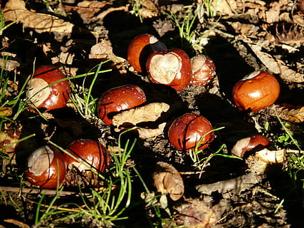 castanya, buckeye, fruita, preocupacions, sòl, recollir, tardor, fruites, marró, brilli, tòxics, sòl del bosc, terra, herba, menjar i beguda, cap gent, menjar, frescor, alimentació saludable, tomàquet, vegetals, planta, primer pla, benestar, naturalesa, camp, dia, vista d’angle alt, nou, bolets, fong, nou - aliments, a l'aire lliure, toadstool, 2K, CC0, domini públic, lliure de regalies