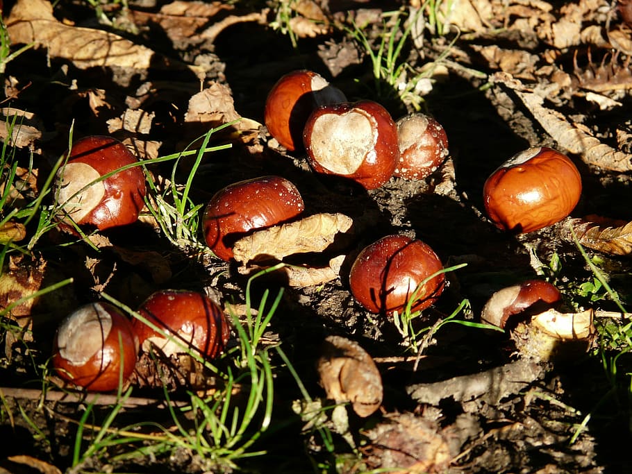castanya, buckeye, fruita, preocupacions, sòl, recollir, tardor, fruites, marró, brilli, tòxics, sòl del bosc, terra, herba, menjar i beguda, cap gent, menjar, frescor, alimentació saludable, tomàquet, vegetals, planta, primer pla, benestar, naturalesa, camp, dia, vista d’angle alt, nou, bolets, fong, nou - aliments, a l'aire lliure, toadstool, 2K