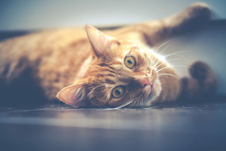 superficiale, fotografia a fuoco, arancia, gatto, soriano, gattino, dire bugie, nero, marciapiede, animale, occhio, animale domestico, gatto domestico, peloso, pavimento, sdraiarsi, gatto rosso, Zenzero, viso, rosso, animali domestici, domestico, un animale, mammifero, temi animali, felino, rilassamento, ritratto, parte del corpo animale, nessuno, analizzare, cercare, guardare, messa a fuoco selettiva, baffo, in casa, avvicinamento, testa di animale, occhio animale, vista profilo, 2K