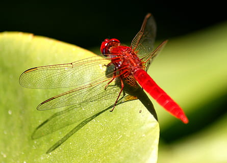 libel, insect, rood, ongewerveld, dierlijke thema's, dierenleven, dier, één dier, dieren in het wild, detailopname, groene kleur, dierenvleugel, deel van de plant, blad, fabriek, natuur, geen mensen, buitenshuis, dag, focus op de voorgrond, 2K, CC0, publiek domein, royaltyvrij