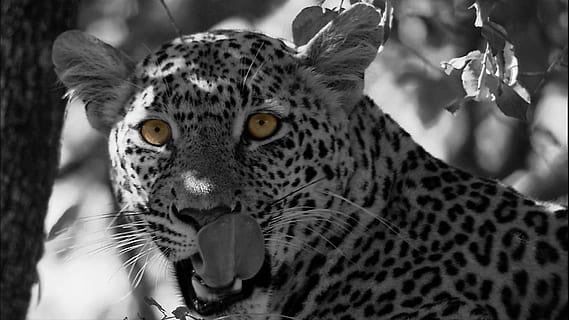 gråtonebillede, leopard, leopard, kat, panthera pardus, rovdyr, kat, vild kat, Zoo, stor kat, dyr, farligt, væsen, et dyr, dyre temaer, portræt, dyr i naturen, dyreliv, tæt på, pattedyr, feline, kigger på kameraet, hvirveldyr, ingen mennesker, dyr kropsdel, fokus på forgrunden, fik øje på, carnivora, bakkenbart, dyr hoved, aggression, munden åben, 1080P, CC0, offentligt domæne, royaltyfrie