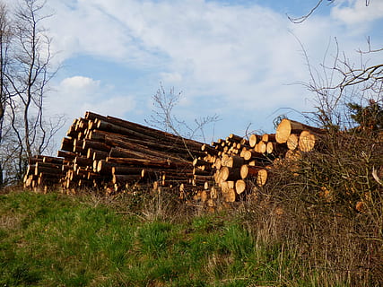 tronchi, legname, foresta, serrato, legno - materiale, albero, pianta, cielo, ceppo, natura, campo, legna, terra, erba, pila, la deforestazione, legna da ardere, industria del legname, nuvola - cielo, nessuno, combustibile e produzione di energia, giorno, all'aperto, catasta di legna, 4K, CC0, dominio pubblico, privo di copyright