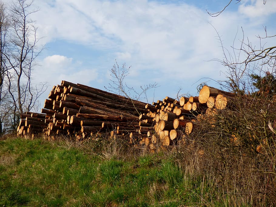 troncs, fusta, bosc, serrada, material de fusta, arbre, planta, cel, registre, naturalesa, camp, terra, herba, pila, desforestació, llenya, indústria de la fusta, núvol - cel, cap gent, generació de combustible i energia, dia, a l'aire lliure, pila de fusta, 4K