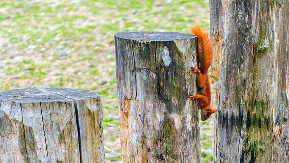 scoiattolo, coda rossa, rosso, tronco d'albero, legno - materiale, temi animali, animale, nessuno, fauna selvatica, giorno, natura, concentrarsi sulle conoscenze acquisite, all'aperto, un animale, tronco, pianta, vertebrato, colore arancione, animali allo stato selvatico, avvicinamento, albero, strutturato, post in legno, 2K, CC0, dominio pubblico, privo di copyright