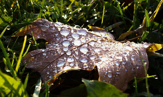 list, dewdrop, rosa, pokles, déšť, rostlina, rostlinné části, růst, Příroda, mokré, voda, detail, krása v přírodě, nikdo, den, přistát, selektivní zaměření, zelená barva, venku, dešťová kapka, listy, stéblo trávy, čistota, 2K, CC0, veřejná doména, bez autorských práv