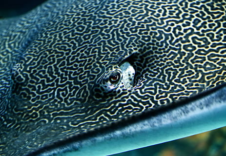 negre, gris, stingray, primer pla, fotografia, blanc, sting-ray, peix, ull, raig, la vida marina, animal, temes d'animals, un animal, vertebrats, fauna animal, animals a la natura, cap gent, ull d’animals, enfocament selectiu, part del cos dels animals, aigua, patró, naturalesa, dia, rèptil, cap d’animals, sota l'aigua, submarí, marí, escala d’animals, 5K, CC0, domini públic, lliure de regalies