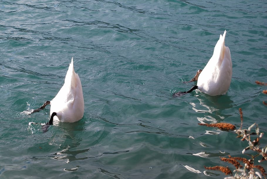 busseig, llac, riu, cignes, mar, animal, naturalesa, vida salvatge, dofí, aigua, animals a la natura, fauna animal, temes d'animals, vertebrats, grup d’animals, peix, nedar, sota l'aigua, marí, a l'aire lliure, la vida marina, vista d’angle alt, davant del mar, dos animals, cap gent, color turquesa, 2K