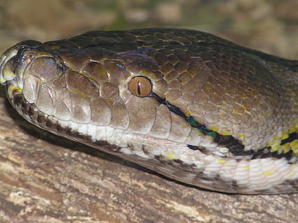 Schlange, Farben, Kopf, Smaragd, ein Tier, Tierwelt, Reptil, Tiere in freier Wildbahn, Tierwaage, Tierthemen, Tier, Wirbeltier, Nahansicht, Tierkörperteil, keine Leute, Natur, Tag, Tierkopf, Fokus auf den Vordergrund, natürliches Muster, draußen, giftig, Muster, Tierauge, 1080P, CC0, gemeinfrei, lizenzfrei