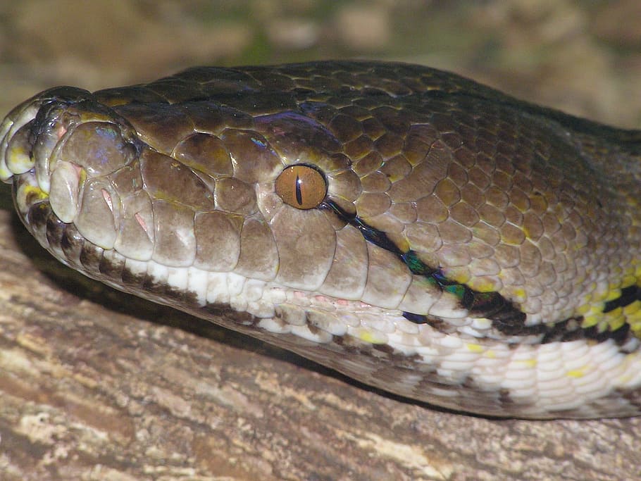 Schlange, Farben, Kopf, Smaragd, ein Tier, Tierwelt, Reptil, Tiere in freier Wildbahn, Tierwaage, Tierthemen, Tier, Wirbeltier, Nahansicht, Tierkörperteil, keine Leute, Natur, Tag, Tierkopf, Fokus auf den Vordergrund, natürliches Muster, draußen, giftig, Muster, Tierauge, 1080P