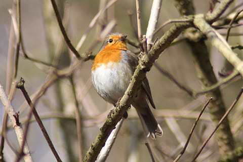 robin, ocell, animals, primavera, espècies, songbird, naturalesa, erithacus rubecula, animal, temes d'animals, fauna animal, branca, un animal, vertebrats, posat, animals a la natura, arbre, planta, cap gent, centrar-se en primer pla, a l'aire lliure, dia, longitud completa, arbre nu, primer pla, 4K, CC0, domini públic, lliure de regalies