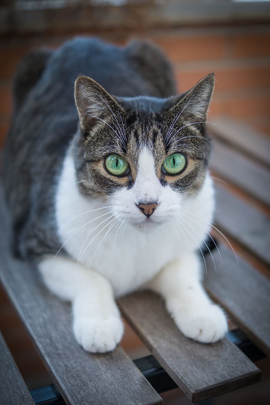blanc, negre, gris, tabby, gat, marró, fusta, cadira, gatet, mascota, mascotes, nacional, gat domèstic, felí, animals domèstics, un animal, temes d'animals, mamífer, animal, vertebrats, material de fusta, retrat, mirant la càmera, bigotis, cap gent, centrar-se en primer pla, relaxació, primer pla, dia, ulls grocs, ull d’animals, 5K