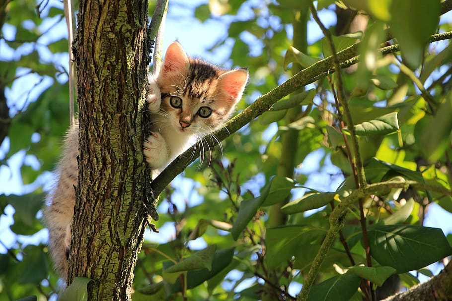 Marrone, bianca, gattino, superiore, ramo di un albero, giorno, gatto, albero, verde, estate, animale, domestico, adorabile, simpatico, dolce, pianta, temi animali, mammifero, un animale, felino, Inquadratura dal basso, guardando la fotocamera, ritratto, gatto domestico, ramo, vertebrato, animali domestici, natura, nessuno, foglia, all'aperto, baffo, 4K