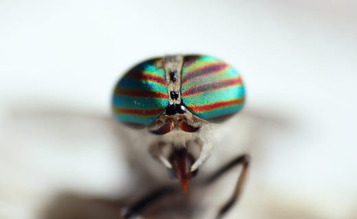 volar, ull, color, macro, ulls, temes d'animals, un animal, invertebrat, primer pla, insecte, animal, fauna animal, part del cos dels animals, ala dels animals, animals a la natura, enfocament selectiu, primer pla extrem, cap gent, tir de l'estudi, antena animal, fons blanc, a l'interior, dia, membre, cames d’animal, ull d’animals, 4K, CC0, domini públic, lliure de regalies