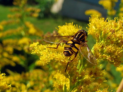 mosca flotante, volar, insecto, amarillo, alas, fauna silvestre, flotar, néctar, un animal, temas de animales, animales en la naturaleza, planta, fauna animal, animal, flor, invertebrado, planta floreciendo, de cerca, belleza en la naturaleza, fragilidad, naturaleza, vulnerabilidad, pétalo, crecimiento, frescura, nadie, polinización, cabeza de flor, ala animal, al aire libre, 1080P, CC0, dominio público, libre de derechos