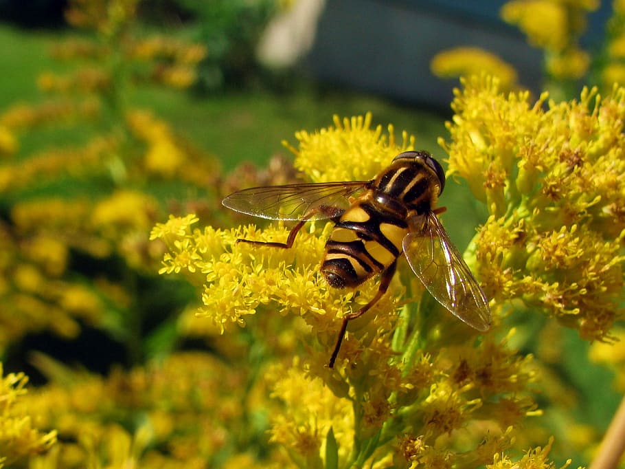 Hoverfly, flyve, insekt, gul, vinger, dyreliv, hover, nektar, et dyr, dyre temaer, dyr i naturen, plante, dyr, blomst, hvirvelløse, blomstrende plante, tæt på, skønhed i naturen, skrøbelighed, natur, sårbarhed, kronblad, vækst, friskhed, ingen mennesker, bestøvning, blomsterhoved, dyrefløj, udendørs, 1080P