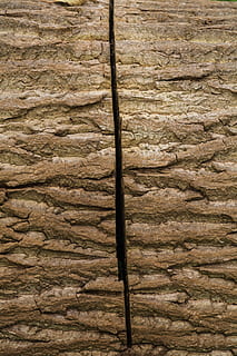 escorça d'arbre, roure, naturalesa, fusta, arbre, escorça, M'agrada, naturalesa de la fusta, va veure, serrada, secció, buit, tribu, endavant, tardor, material de fusta, fons, patró, marró, textura, primer pla, tauler, resum, material, macro, aspre, cap gent, antic, marc complet, dia, patró natural, a l'aire lliure, tronc de l'arbre, tronc, planta, funció de construcció de parets, vell, efecte texturat, 5K, CC0, domini públic, lliure de regalies