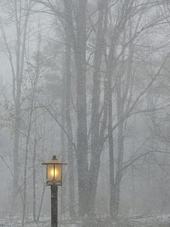 angezündet, schwarz, Strassenlicht, Bäume Hunde, Post, Licht, Lampe, draußen, Straßenlampe, Bäume, Natur, Winter, Schnee, Winterstimmung, Winterzauber, eingeschneit, Baum, kalte Temperatur, Wetter, Laterne, Nebel, schneit, beleuchtet, Lichtanlage, kahler Baum, keine Leute, Straße, Pflanze, Dämmerung, Ast, Ruhe, Wald, extremes Wetter, Schneesturm, elektrische Lampe, 4K, CC0, gemeinfrei, lizenzfrei