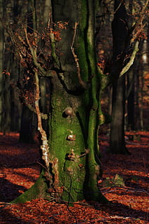 Baum, Log, Borke, Natur, Herbst, Bäume, Blätter, Wald, Herbstwald, Licht, lichtspiel, Sonnenlicht, Schatten, ästhetisch, Geäst, Pflanze, Moos, Mooswachstum, keine Leute, Tag, Wachstum, draußen, Land, Schönheit in der Natur, Baumstamm, Kofferraum, Ruhe, Pflanzenteil, Blatt, grüne Farbe, Fokus auf den Vordergrund, Feld, selektiver Fokus, 4K, CC0, gemeinfrei, lizenzfrei